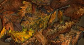 composition-with-autumnleaves-1440684-m