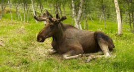 resting-moose-1071759-m