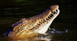 nile-crocodile-4-1400995-m