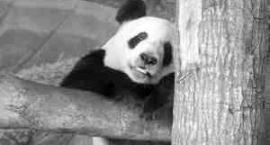 panda-relaxation-849343-m