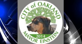 einstein-for-oakand