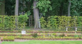 bukszpany DSC_6101