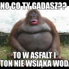 Fotka nr 4 z 11