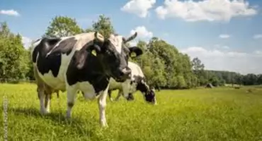 Szanse dla Białego Zagłębia: ceny mleka rosną. Podlaskie mleczarstwo coraz bogatsze? 