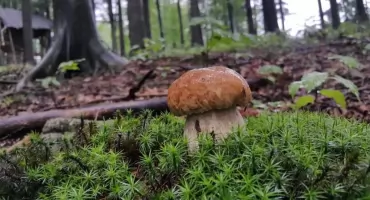 Podlaski poradnik grzybiarza: z koszykiem w knieje