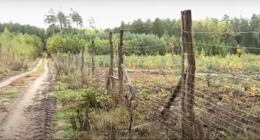 Przytulanie drzew? Naukowcy potwierdzają zaskakujące korzyści
