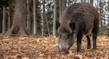 Straż miejska wystawiła śmierdzącą barierę przeciw dzikom