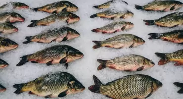  Karaś – tani, lokalny skarb. Ryba z podlaskich stawów lepsza od łososia