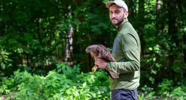 Drapieżniki giną w Puszczy Białowieskiej: ujawniono wpływ człowieka