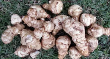 Warzywna skarby jesieni na Podlasiu 