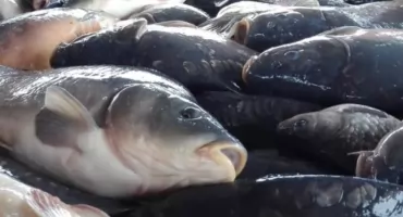 Karp na Wigilię: Będzie go mniej, warto kupować wcześniej. Czy tradycja knyszyńskiego karpia przetrwa pokolenia?