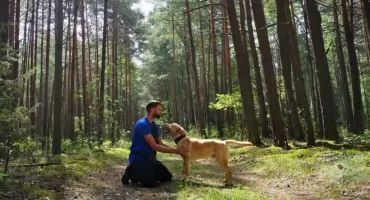 Na Podlasiu jest pies elity ratowniczej - labrador Folk z uprawnieniami do akcji