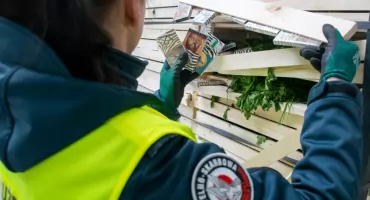 Pietruszka z niespodzianką: KAS złapała przemyt 50 tys. paczek papierosów ukrytych w warzywach