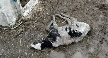 Wilki znowu atakują. Tym razem w gminie Kobylin Borzymy