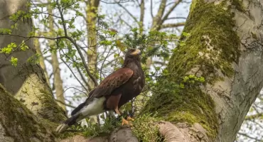 Jastrzębie giną! Alarmujące wyniki badań naukowców