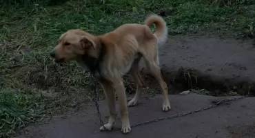 Skrajnie zaniedbane psy. Policjanci z Raczek uratowali zwierzęta 