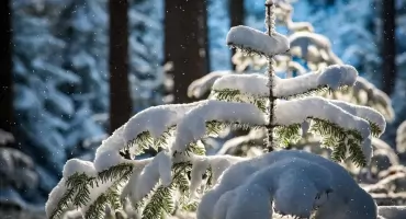 Nad Podlaskie nadciąga mróz i śnieg 