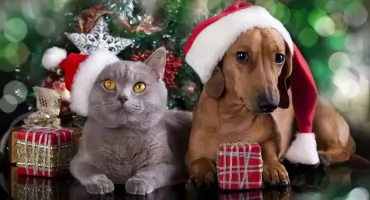 Pies, kot lub zwierzątko pod choinkę. Czy to jest dobry pomysł? (WIDEO, SONDA) 