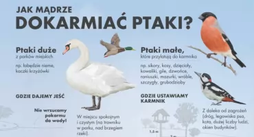 Ptasie stołówki wracają do Białegostoku