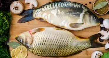 Król wigilijnego stołu czyli wszystko, co musisz wiedzieć o karpiu 