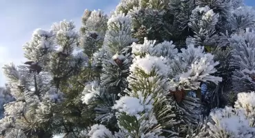 Podlaskie pod śniegiem i lodem. IMGW ostrzega przed „szklanką” i zamieciami