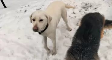 Zima nie wybacza błędów. Podlascy policjanci na ratunek 