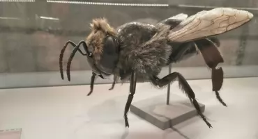 Przerażające czy fascynujące? Poznaj stawonogi, które rządzą Ziemią