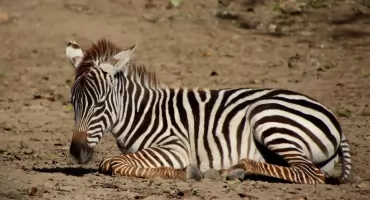 31 Stycznia czyli czarne pasy, białe pasy i magia złudzeń. Dzisiaj Dzień Iluzjonistów i Dzień Zebry