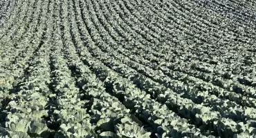 Kapusta z południa w podlaskiem czyli tradycyjna kuchnia po nowemu 