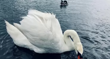 Grypa ptaków w Białymstoku została opanowana