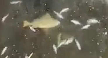 Katastrofa ekologiczna przy Galerii Biała. Prezydencie Truskolaski - ratuj ryby! (WIDEO) 