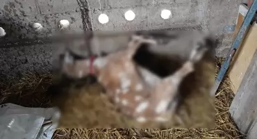 Złodzieje recydywiści kradli bydło, atakowali właściciela