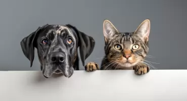 KROPiK, czyli nowy podatek od zwierzaków? To uderzy po kieszeni mieszkańców Podlasia