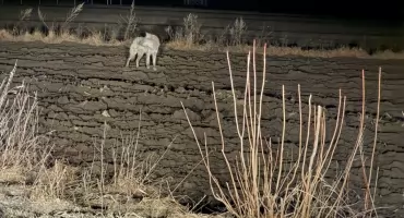 Wilk pod domem. Strach i pilne apele w podlaskiej gminie 