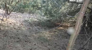 Brutalny proceder w gminie Kolno. 66-latek z zarzutami za kłusownictwo i okrucieństwo