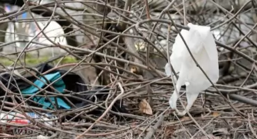 Wiosenne skarby na podlaskich trawnikach. Toniemy w szkle i odchodach!
