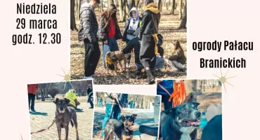 Masz serce dla psów? Schronisko szuka rąk do pracy i zaprasza na Psie Wagary!