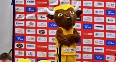 Żubry nadrabiają zaległości 