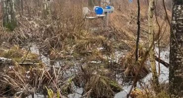 Siłownia dla bobrów w Ignatkach wśród absurdów roku