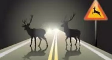 Motocyklista uderzył w sarnę pod Wólką Zamkową. Uważajcie na zwierzęta na drogach! 