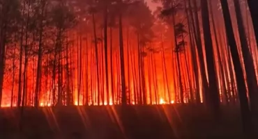 Płoną puszcze, płoną lasy! Czy ideologia w Ministerstwie Klimatu równa się pożar? Podlaskie na skraju katastrofy! 