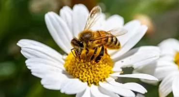 Światowy Dzień Pszczół. Kondycja tych owadów mówi wszystko o naszym środowisku