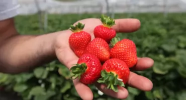 Wspierajmy naszych plantatorów! Kupujmy polskie truskawki, póki jeszcze są