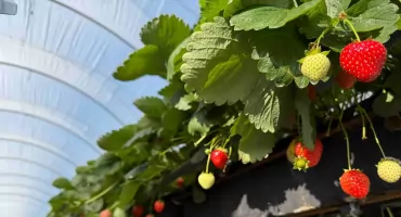 Czerwcowe truskawki bez smaku? Truskawkowa ruletka na podlaskich polach