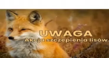 Akcja szczepienia lisów w Białymstoku i regionie