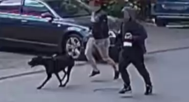 Atak psa na rowerzystkę w centrum. Właściciel trafił za kratki 