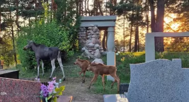 Łosie na cmentarzu w Wasilkowie! Służby ostrzegają mieszkańców