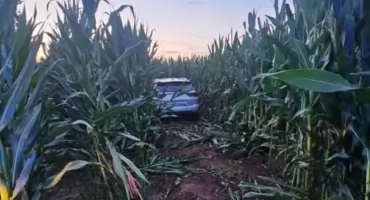 Z gęstej kukurydzy do aresztu! Nocny pościg pod Grajewem!