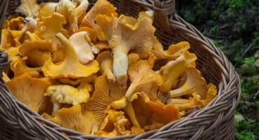 Na grzyby! Wielkie grzybobranie wokół Białegostoku i Hajnówki