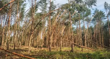 Wiatrołomy na Podlasiu! Leśnicy zamykają teren nadleśnictwa w Krynkach 